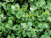 22nd Aug 2021 - Looking for a Four-Leafed Clover