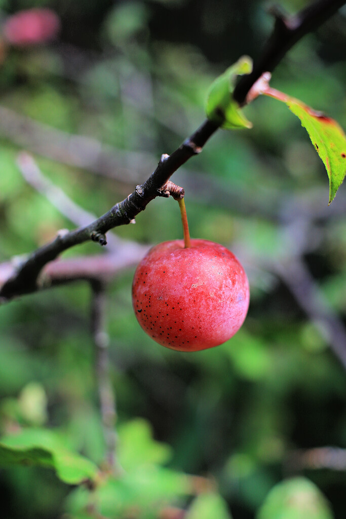 Cherry Cherry by juliedduncan