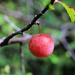 Cherry Cherry by juliedduncan