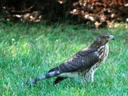 22nd Aug 2021 - bird of prey in my backyard