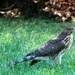 bird of prey in my backyard by stillmoments33