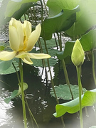 22nd Aug 2021 - Raindrops and Lily Pads