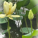 Raindrops and Lily Pads by essiesue
