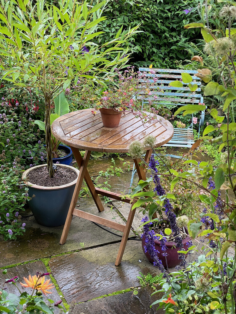 A Wet Day in the Garden by 365projectmaxine