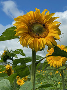 22nd Aug 2021 - Sunflower Field