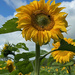 Sunflower Field by 365projectmaxine