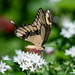 Giant Swallowtail by photographycrazy