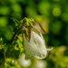 Flower with drops by elisasaeter