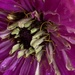 Zinnia Flower Day 8 by cataylor41