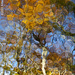 Reflected Tree by falcon11