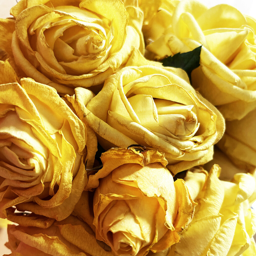 Yellow Roses For My Birthday by yogiw