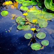 13th Aug 2021 - Waterlilies