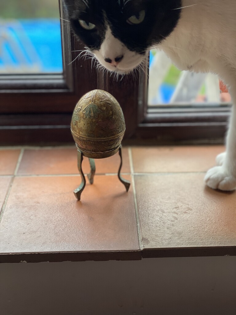 Cat and charity shop brass egg by cafict