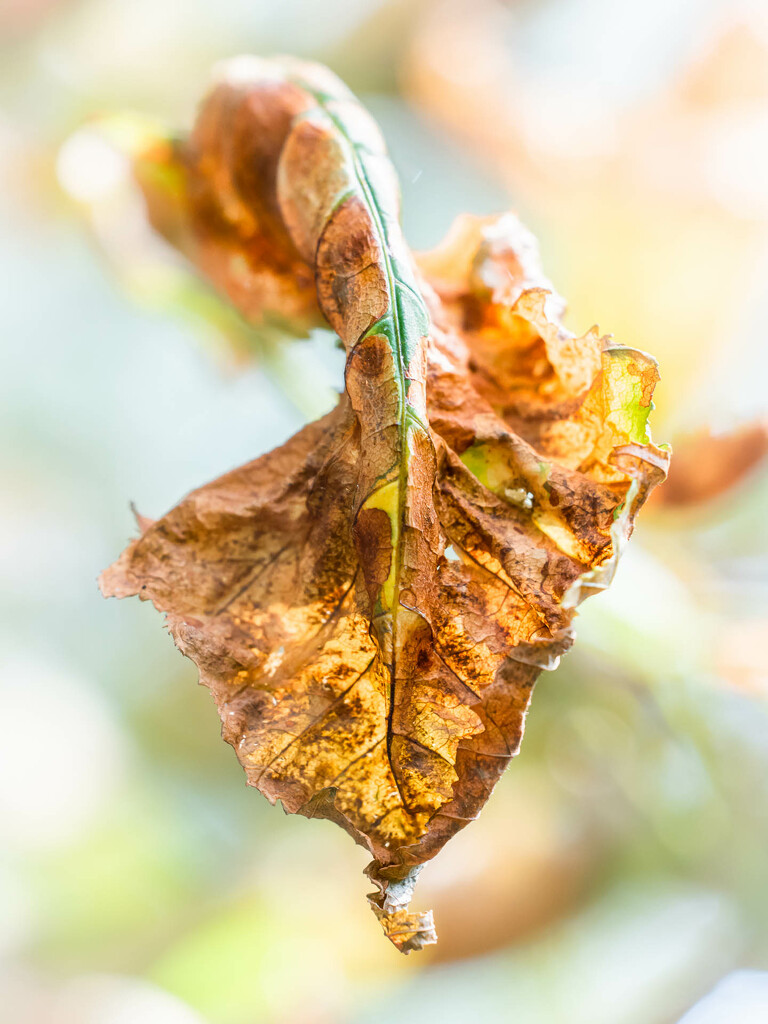Autumn leaf  by haskar