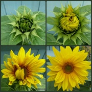 21st Aug 2021 - Sunflower stages