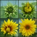 Sunflower stages by jokristina