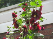 1st Aug 2021 - Bee hopping in the Hollyhock
