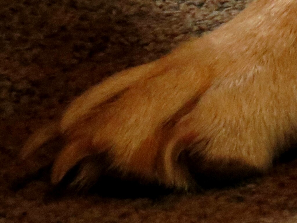 Dog Toes by grammyn