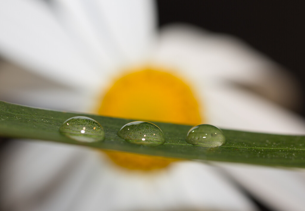 3 droplets having a chat under the sun by creative_shots
