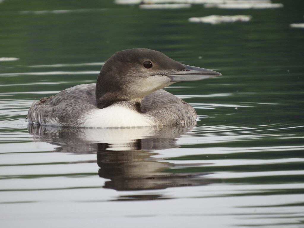 Juvenile Loon Doing well. by rob257