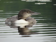 18th Aug 2021 - Juvenile Loon Doing well.