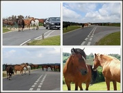 23rd Aug 2021 - New Forest Ponies
