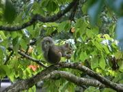 22nd Aug 2021 - Squirrel Eating Nut In Tree