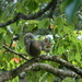 Squirrel Eating Nut In Tree by sfeldphotos