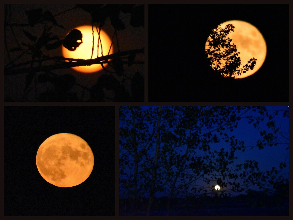 Sturgeon Moon Collage by genealogygenie
