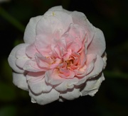 22nd Aug 2021 - Mini Carnation