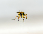 22nd Aug 2021 - Hoverfly