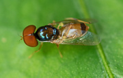 23rd Aug 2021 - Bug on a leaf