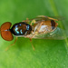 Bug on a leaf by ianjb21