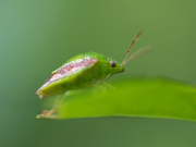 6th Aug 2021 - Green bug