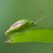 Green bug by ianjb21