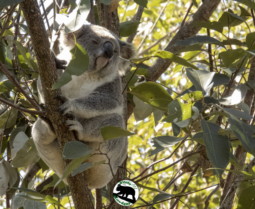 I'm too beautiful for my tree by koalagardens