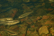 22nd Aug 2021 - BABY TROUT