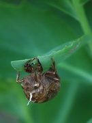 23rd Aug 2021 - cicada season