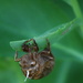cicada season by stillmoments33