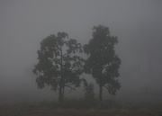 23rd Aug 2021 - A Foggy Start To The Day DSC_7629