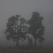 A Foggy Start To The Day DSC_7629 by merrelyn