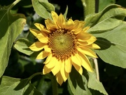 23rd Aug 2021 - My sunflower