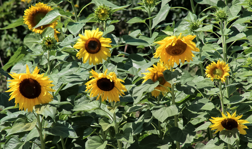 Happy sunflowers by mittens