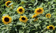 23rd Aug 2021 - Happy sunflowers
