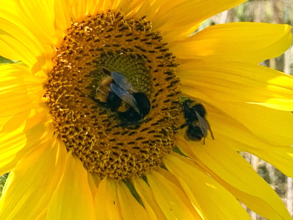 Sunflower bumble bee Photobomb by phil_sandford