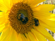 23rd Aug 2021 - Sunflower bumble bee Photobomb