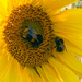 Sunflower bumble bee Photobomb by phil_sandford
