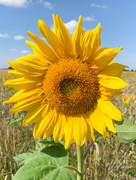23rd Aug 2021 - Sunflower