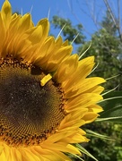 23rd Aug 2021 - My 6 foot Sunflower