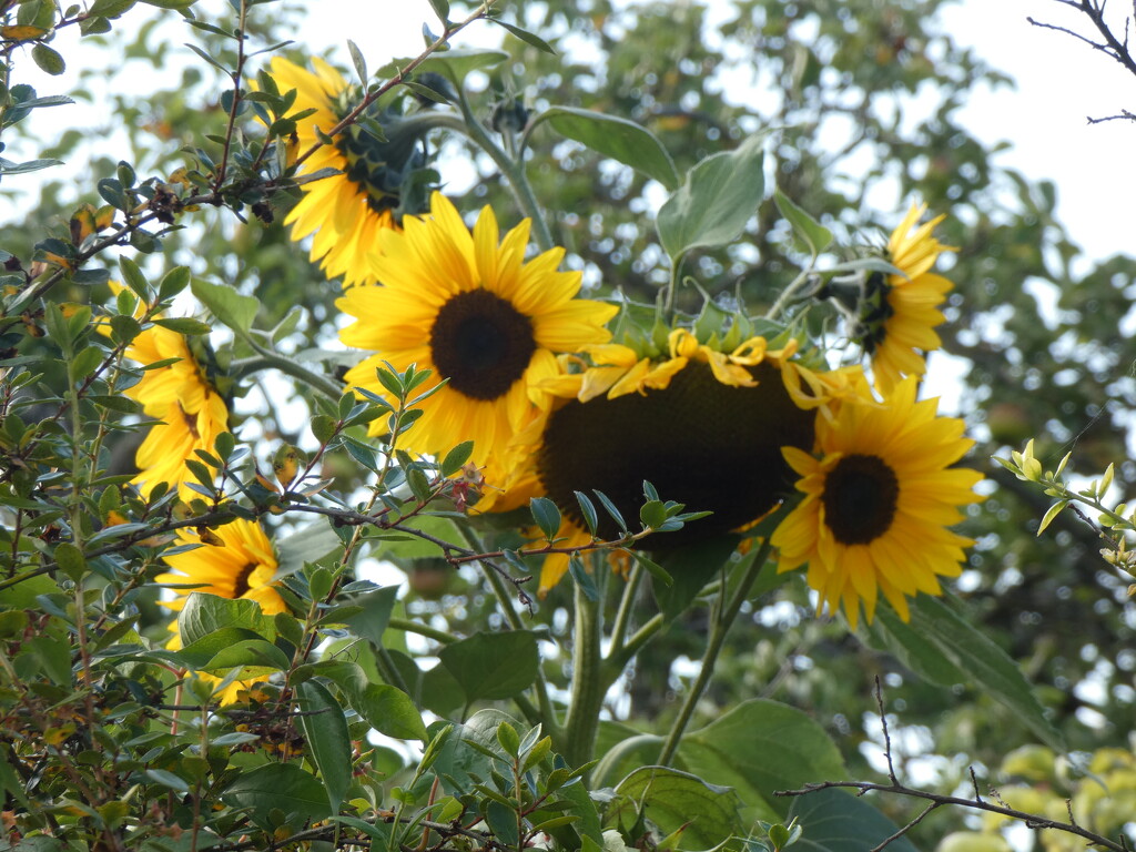 Sunflowers by g3xbm